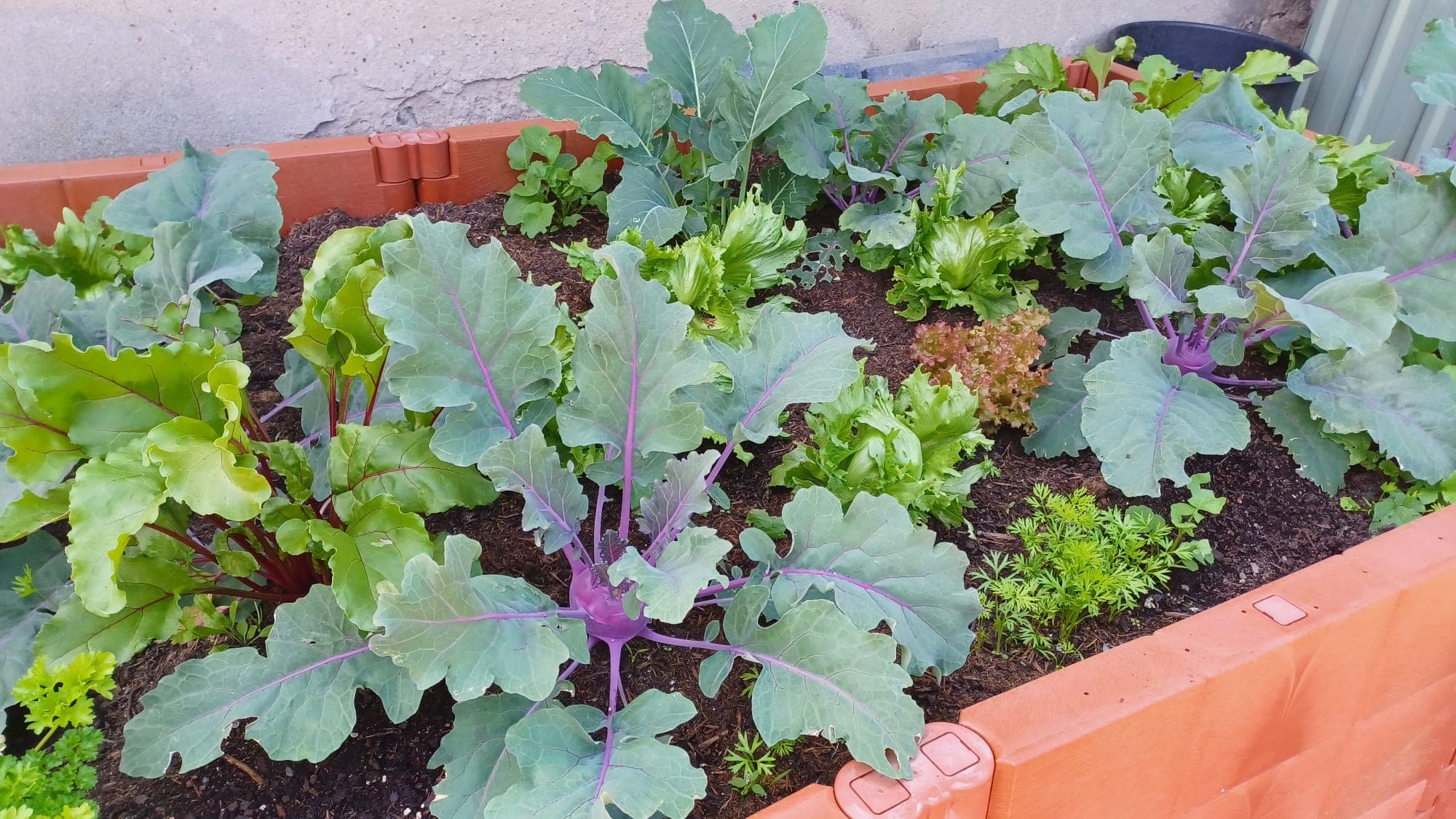Unser Hochbeet mit Salat, Kohl und Kräutern